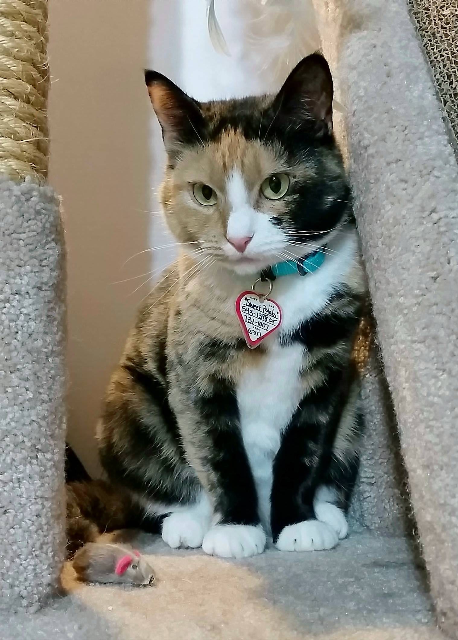 Photo 8 from SHELTER ANIMAL RESOURCE ALLIANCE (S.A.R.A.)